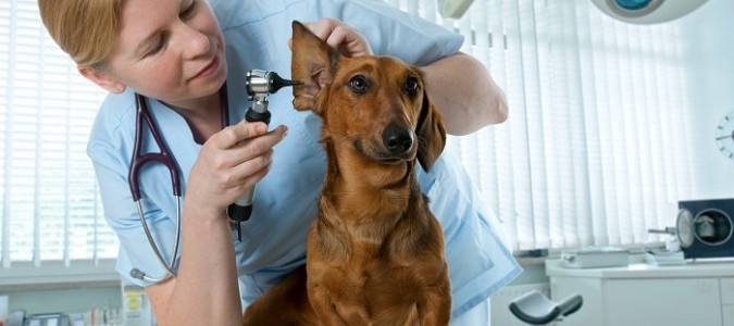 Уши у таксы -1. Отит у собаки: симптомы, лечение, фото.