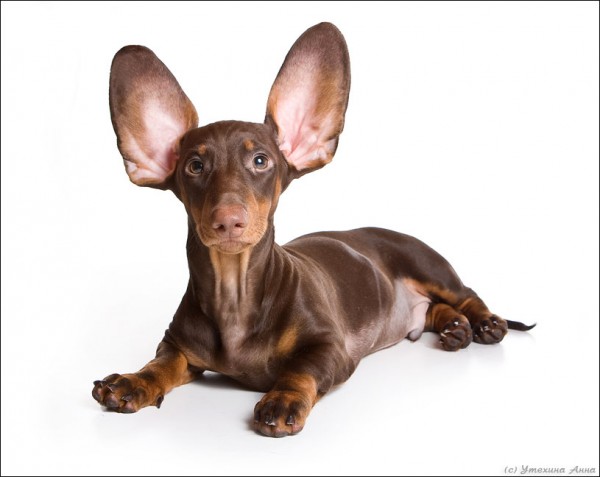 Уши у таксы-6. У собаки болит ухо.