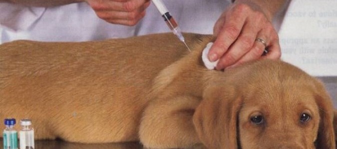 Прививки таксам. Когда собаке делать прививки