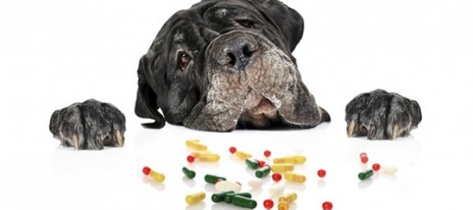 Глисты у таксы -7. Какие таблетки от глистов для собак купить?