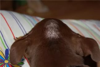 Выпадение шерсти на голове у собаки